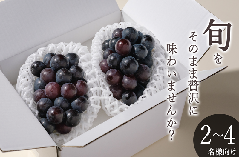 甲州市産 種無し巨峰 2房入（約900g）自然農法【2026年発送】（BNC）B-826