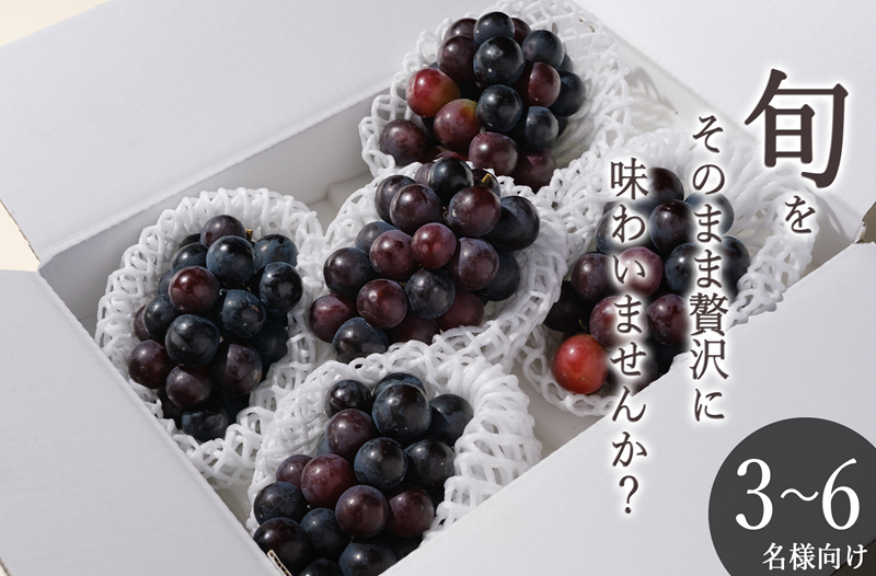 甲州市産 種無し巨峰 4～5房入（約1.8kg）自然農法【2026年発送】（BNC）B19-460