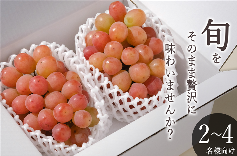 甲州市産 サンシャインレッド 2房入（約1.1kg）自然農法【2026年発送】（BNC）B16-425