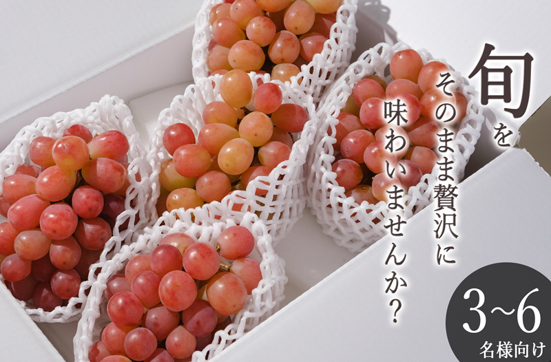 甲州市産 サンシャインレッド 4～5房入（約2.2kg）自然農法【2026年発送】（BNC）D2-425