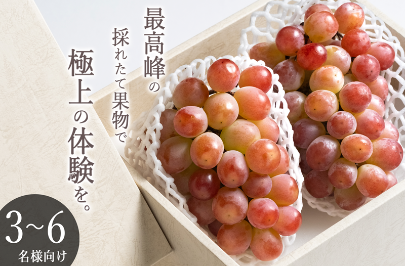甲州市産 大粒サンシャインレッド 2房入（1房 約630g）自然農法【2026年発送】（BNC）E1-425