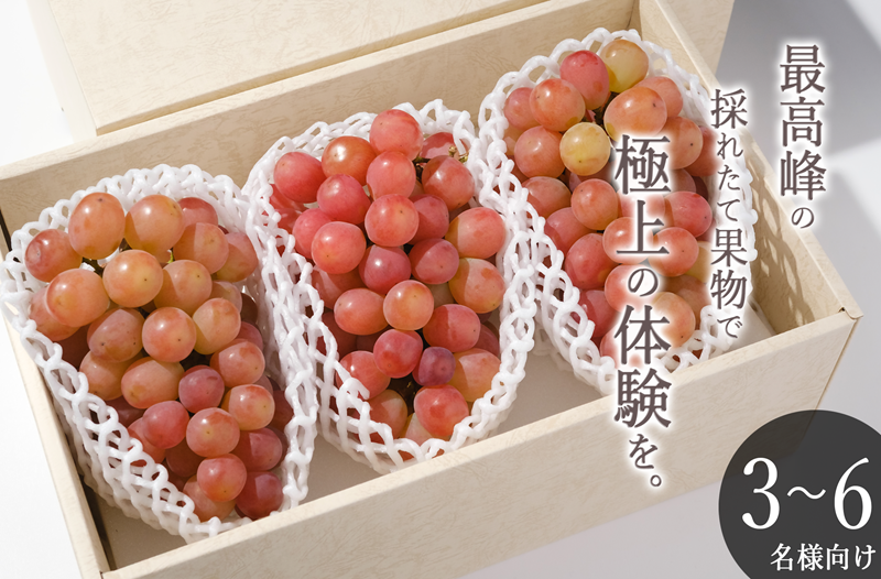 甲州市産 大粒サンシャインレッド 3房入（1房 約630g）自然農法【2026年発送】（BNC）H-425