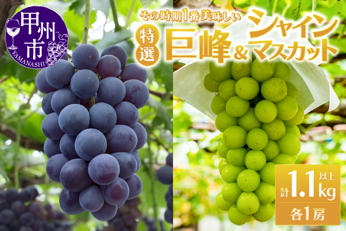 時期一番の特選 巨峰・シャインマスカット各1房（2房合計1.1kg以上）【2026年発送】（MRN）B-1470