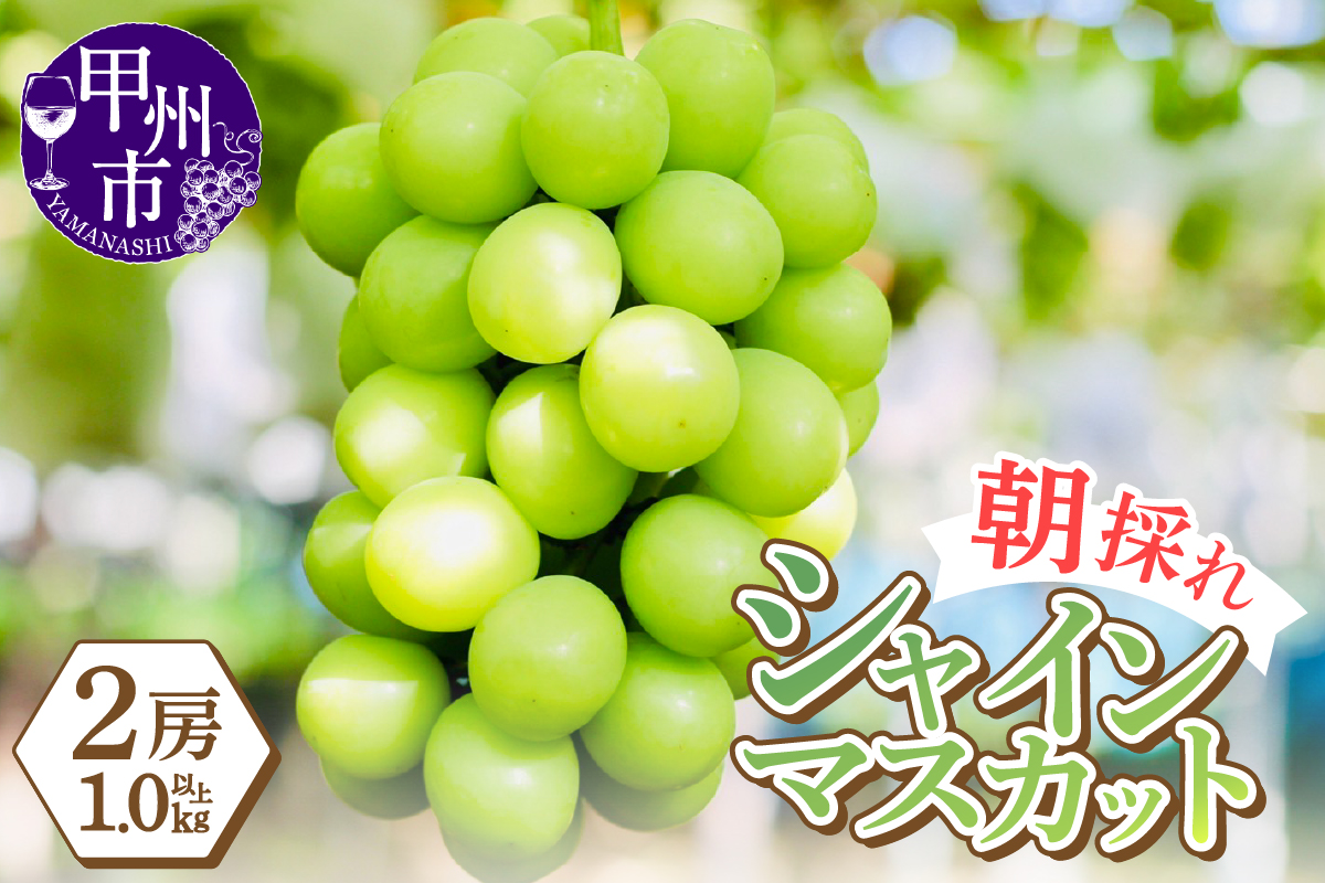 感謝を込めて最高の朝採りシャインマスカットをお贈りします！1.0kg以上（2房）【2026年発送】（LMS）B-416