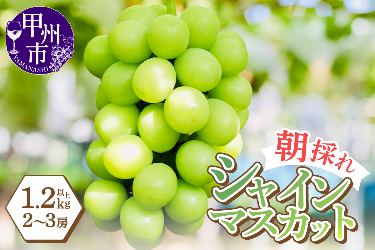 感謝を込めて最高の朝採りシャインマスカットをお贈りします！1.2kg以上（2～3房）【2026年発送】（LMS）B12-476