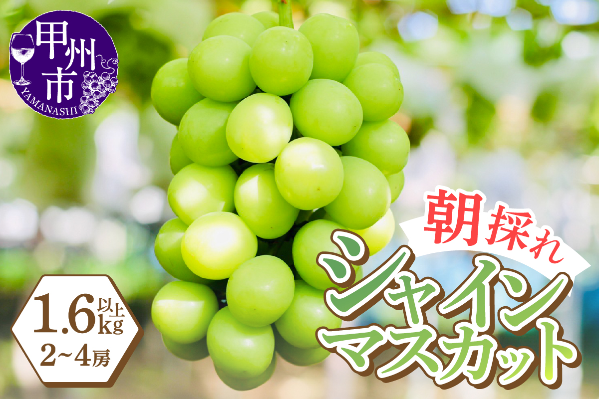 感謝を込めて最高の朝採りシャインマスカットをお贈りします！1.6kg以上（2～4房）【2026年発送】（LMS）B15-816