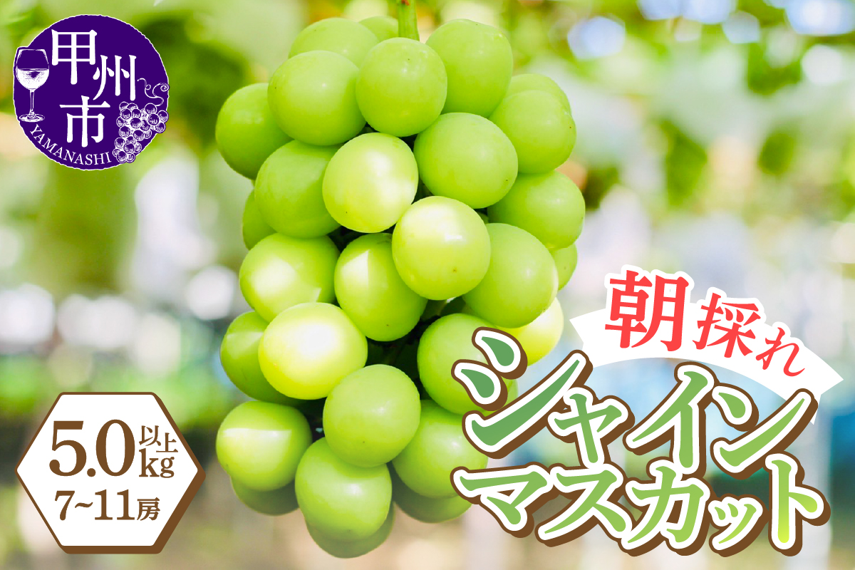 感謝を込めて最高の朝採りシャインマスカットをお贈りします！5.0kg以上（7～11房）【2026年発送】（LMS）E4-415