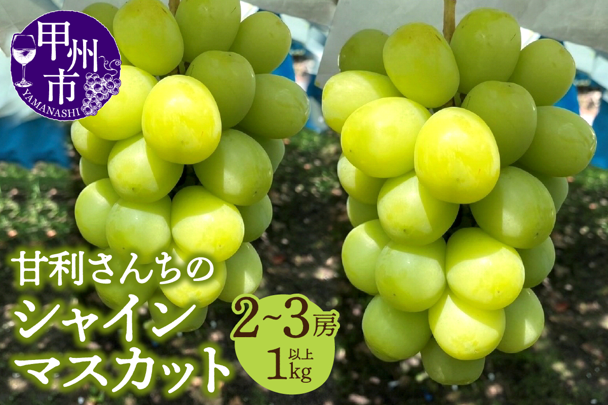 The Little Bee Special 甘利さんちのシャインマスカット 2～3房（1kg以上）【2025年発送】（DTD）B-836