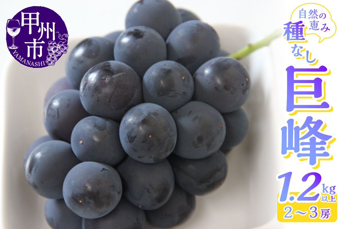 産地直送 山梨自然の恵み！種なし巨峰 2～3房 1.2kg以上【2025年発送】（LKS）B-851