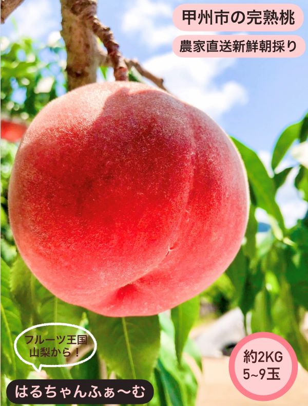 丹精込めて育てた甲州市の桃 約2kg（5～9玉）【2026年発送】（HCF）A08-845