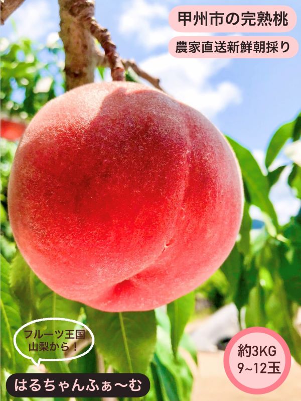 丹精込めて育てた甲州市の桃 約3kg（9～12玉）【2026年発送】（HCF）B13-845