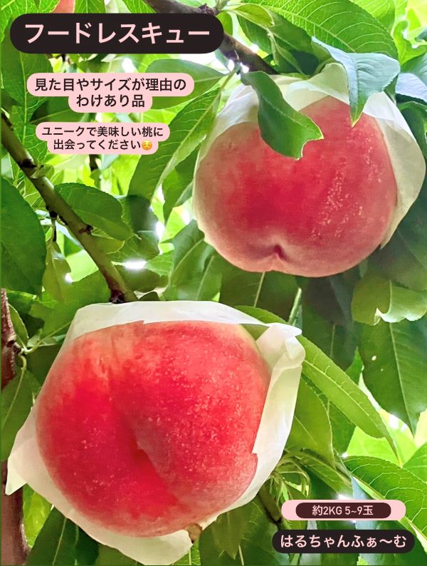 見た目が理由の訳あり桃 約2kg（5～9玉）【2026年発送】（HCF）A07-845