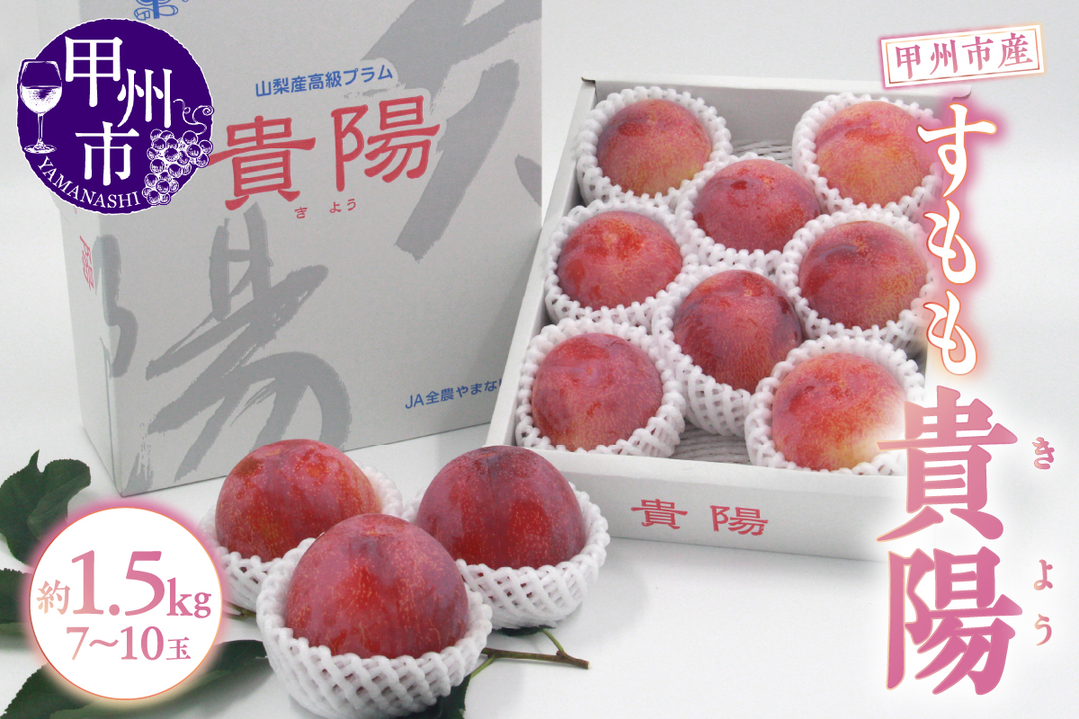 甲州市産 すもも『貴陽』約1.5kg（化粧箱中玉7～10玉）【2026年発送】（APX）B12-195