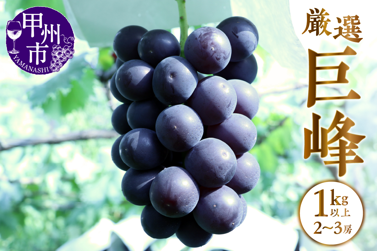甲州市産 厳選 巨峰 1kg以上（2～3房）【2025年発送】（APX）B-871