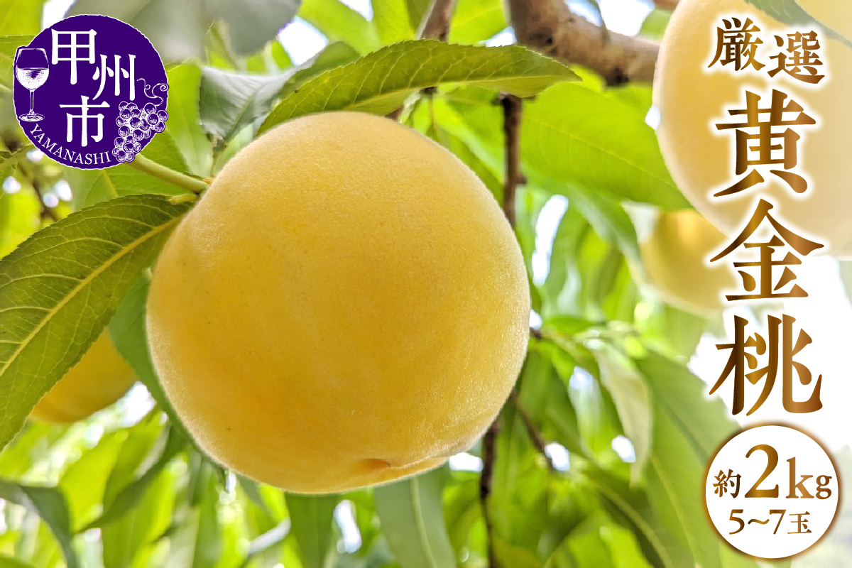 甲州市産 厳選 黄金桃 約2kg（5～7玉）【2026年発送】（APX）B-870