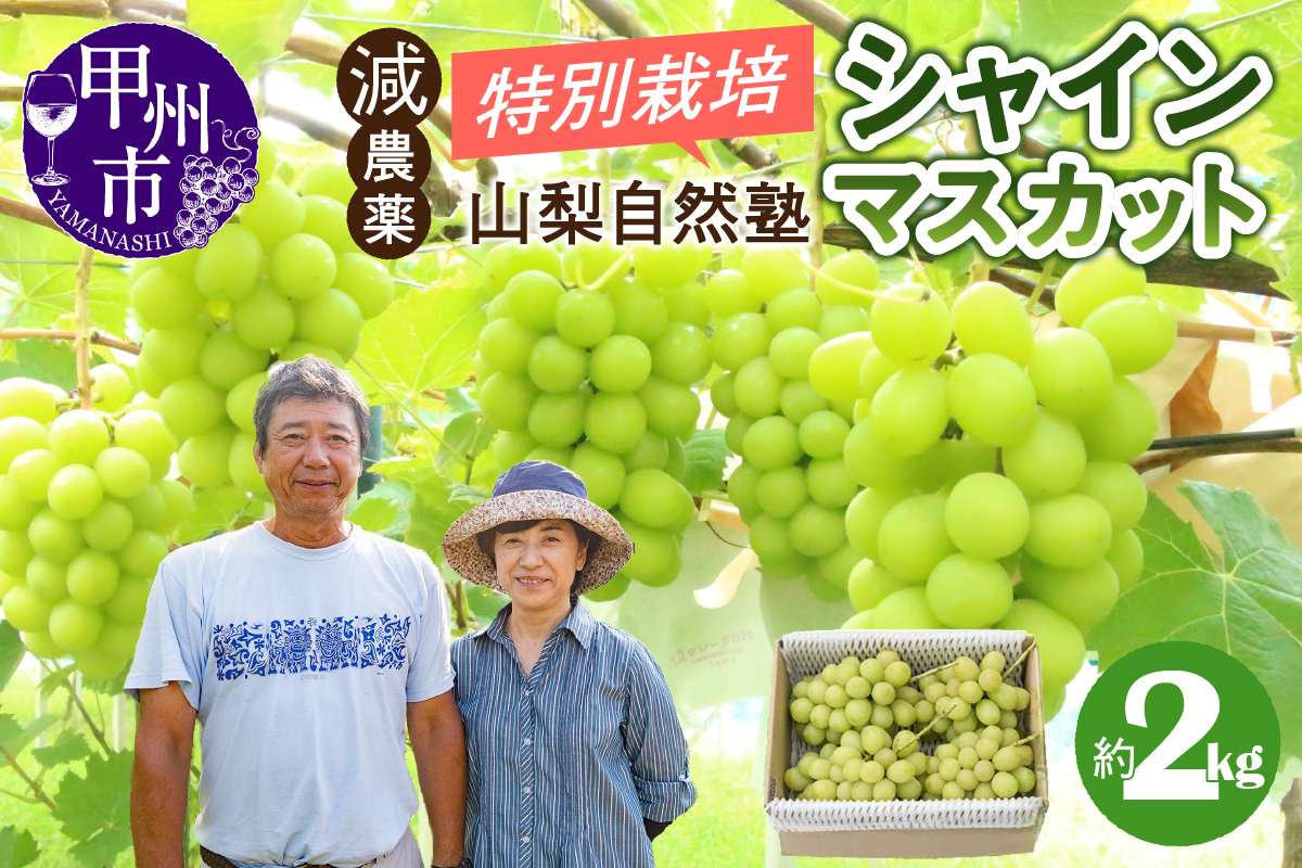 減農薬「特別栽培」やまなし自然塾の甲州市産シャインマスカット 約2kg【2025年発送】（YSGK）B18-160