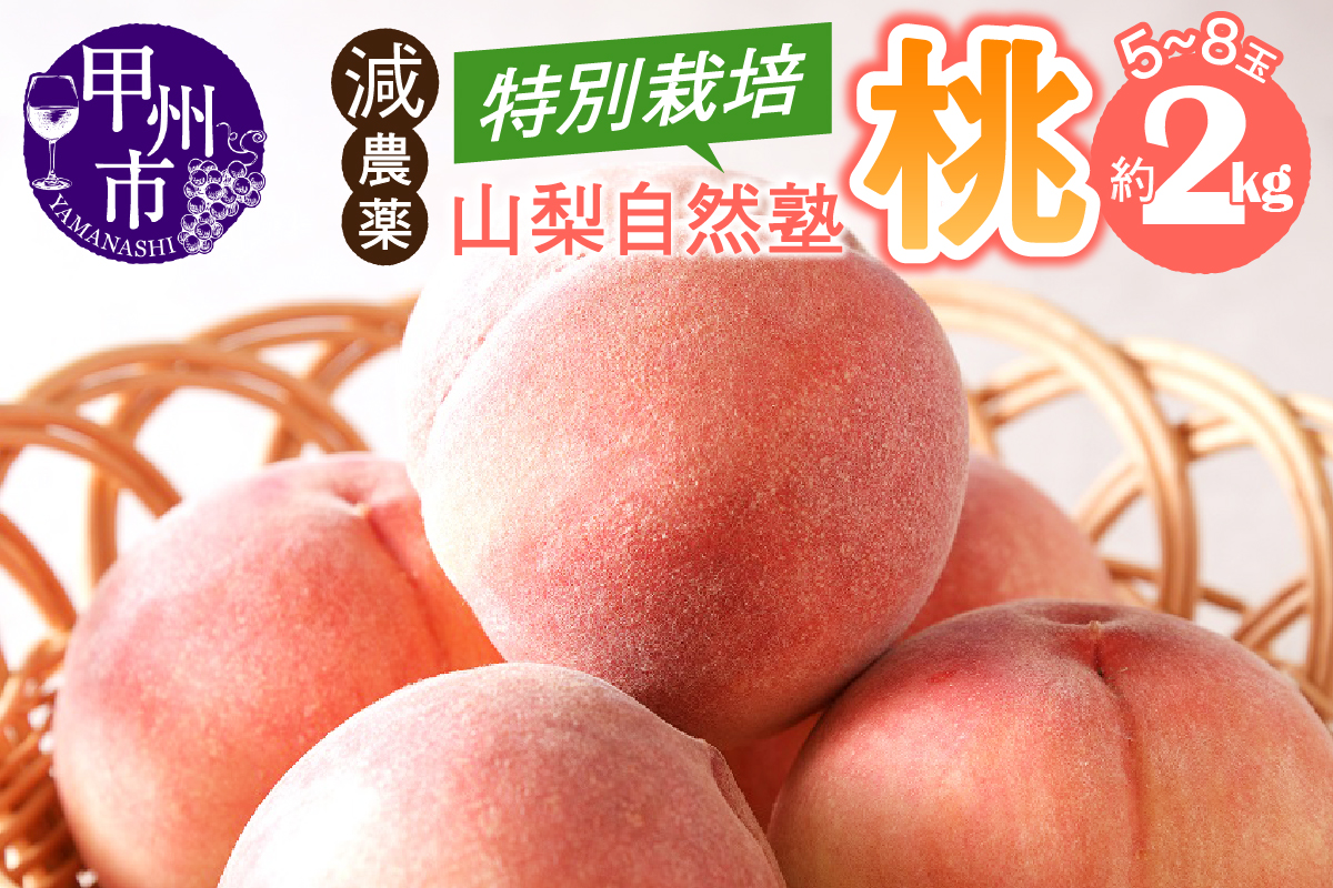 減農薬 特別栽培の桃 5～8玉 約2kg【2025年発送】（YSGK）B14-160