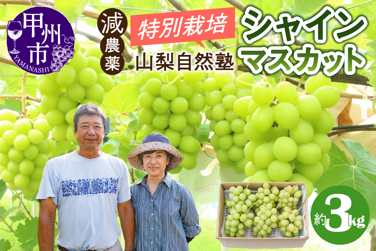 減農薬「特別栽培」やまなし自然塾の甲州市産シャインマスカット 約3kg【2025年発送】（YSGK）C5-160