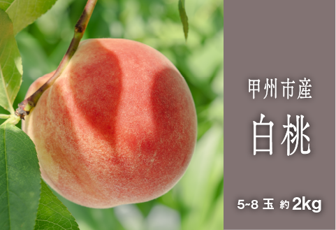 甲州市完熟白桃 『透明感ある甘さ広がる純白の果実』約2kg 5～8玉【2026年発送】（SHP）B15-458