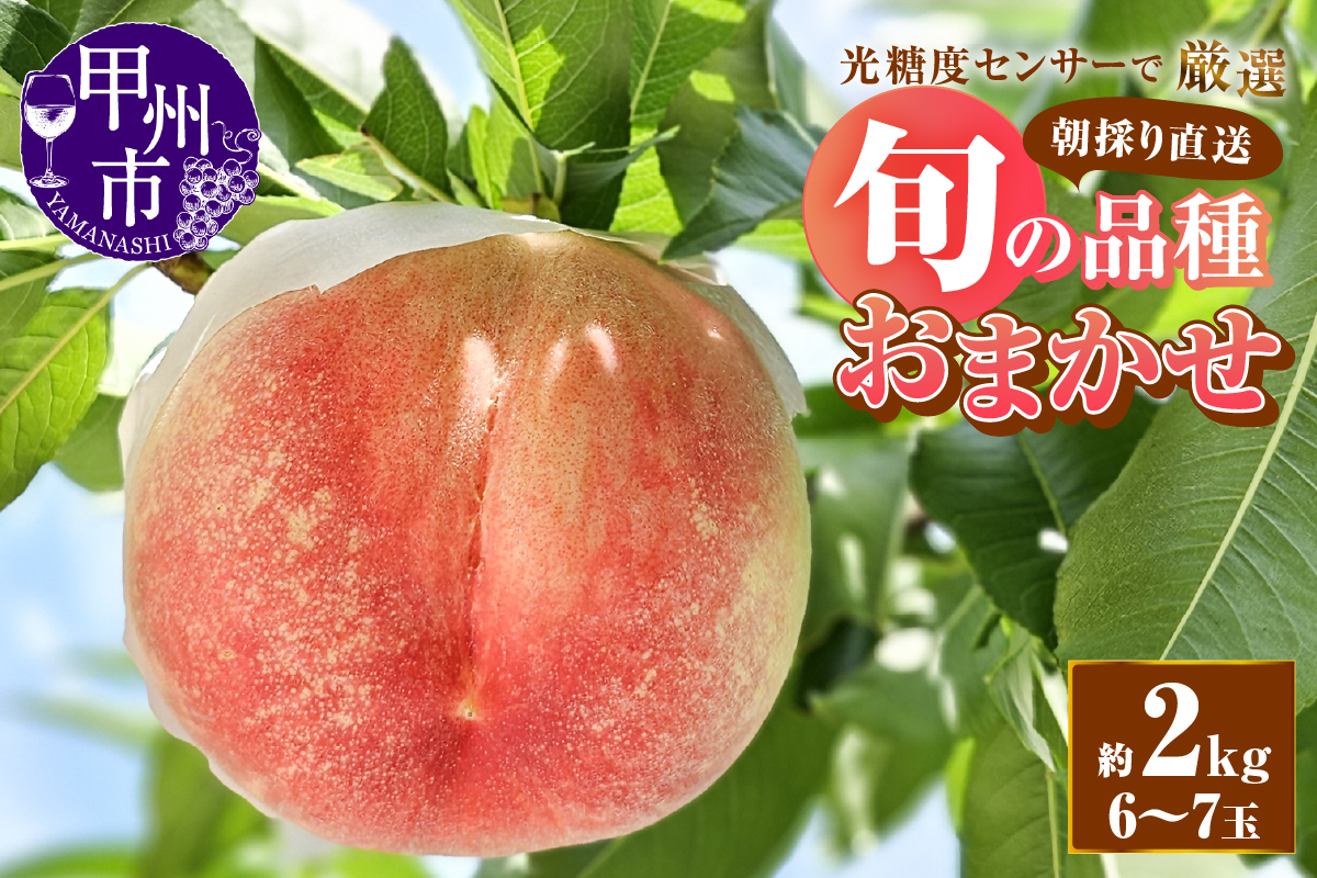 【朝採り農家直送】光糖度センサー厳選 糖度13度以上の高糖度桃 約2kg（6～7玉）【2025年発送】（AF）B-450