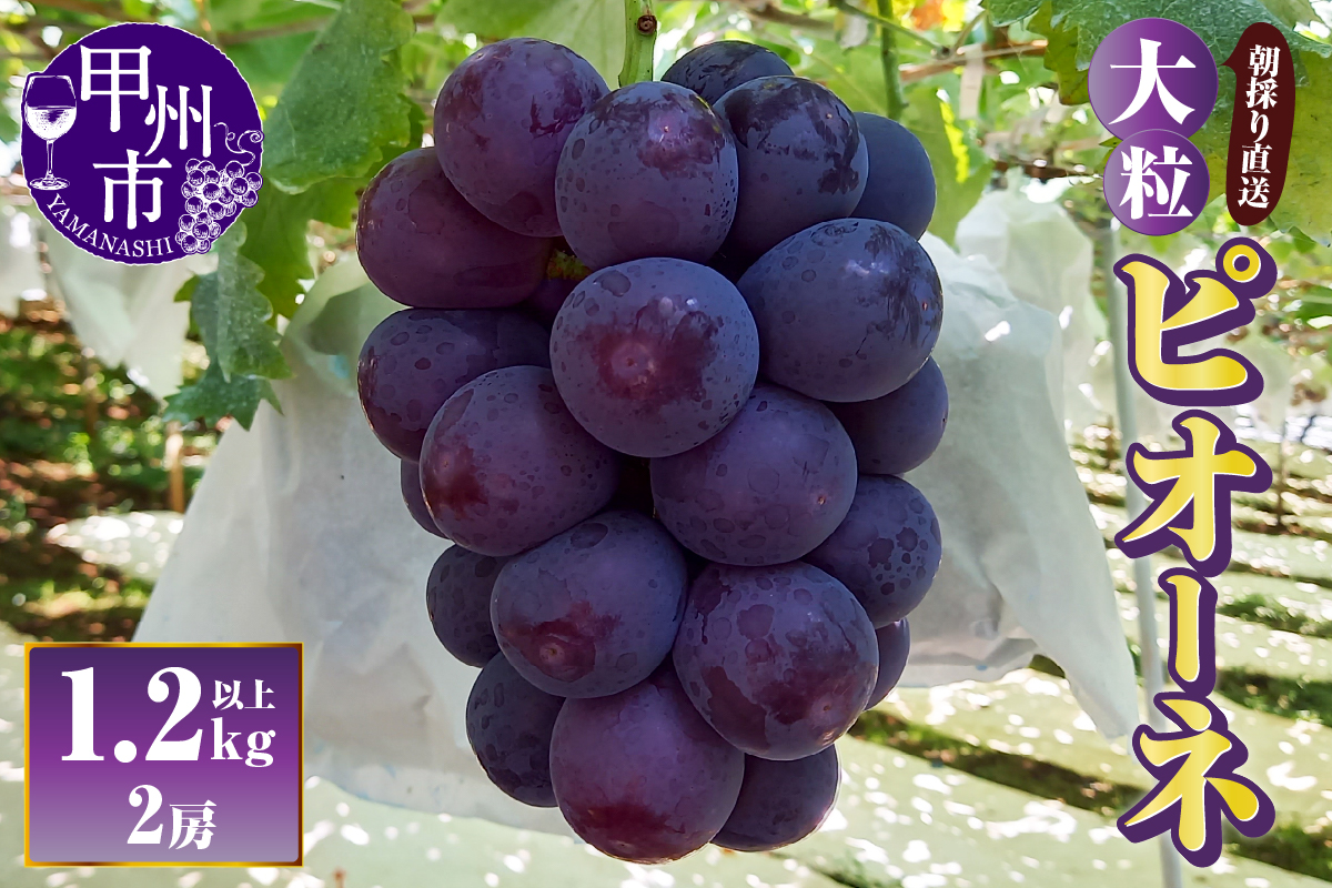 【朝採り直送】大粒ピオーネ（種無し）1.2kg以上（3Lサイズ2房）【2025年発送】（AF）B-451