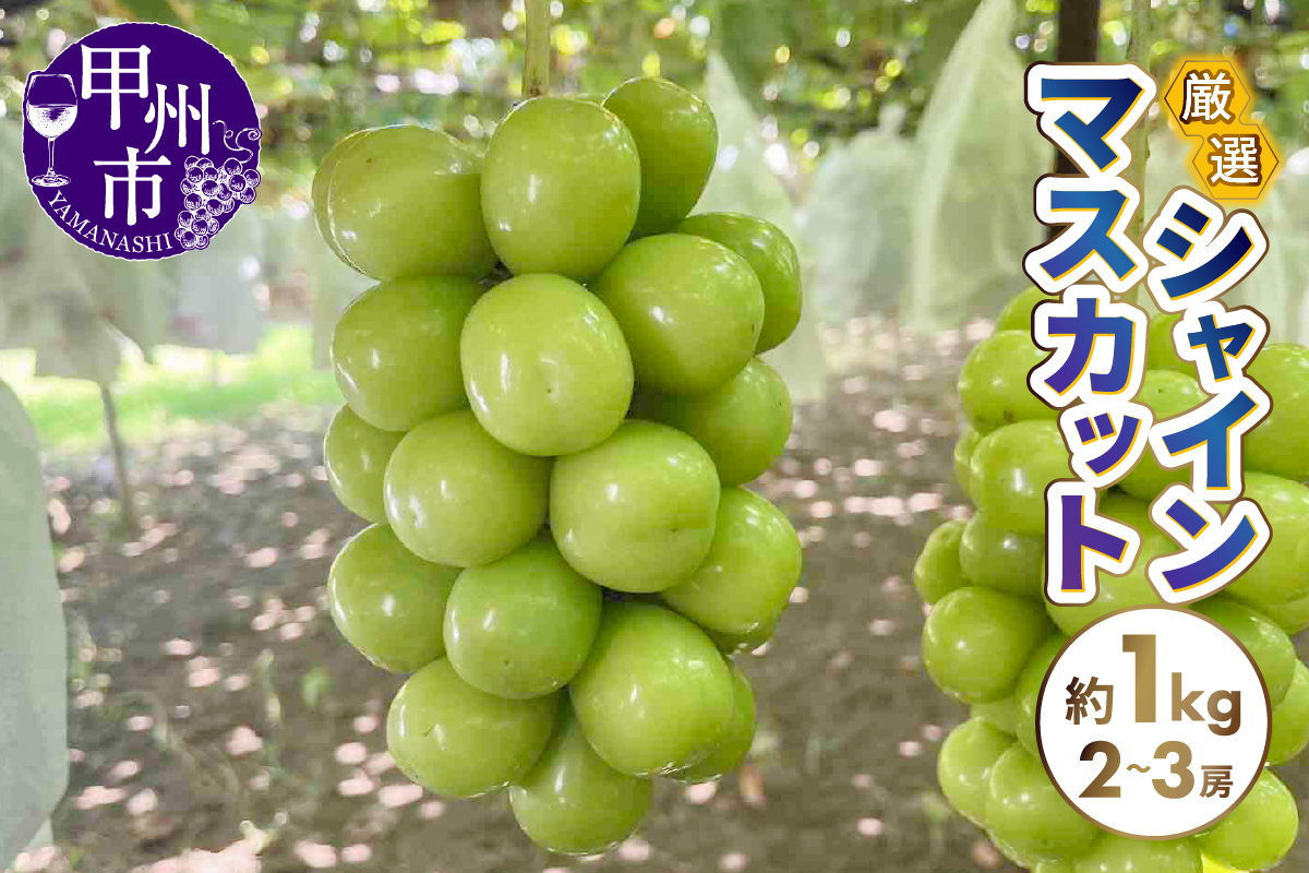 厳選シャインマスカット 約1kg（2～3房）【2026年発送】（SFN）A09-1010