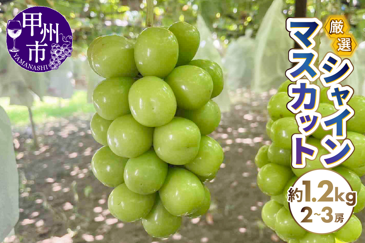 厳選シャインマスカット 約1.2kg（2～3房）【2026年発送】（SFN）B-1012