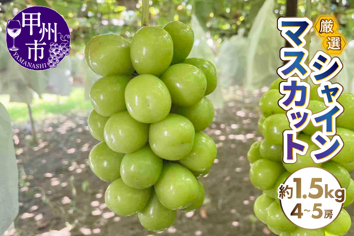 厳選シャインマスカット 約1.5kg（4～5房）【2026年発送】（SFN）B15-1011