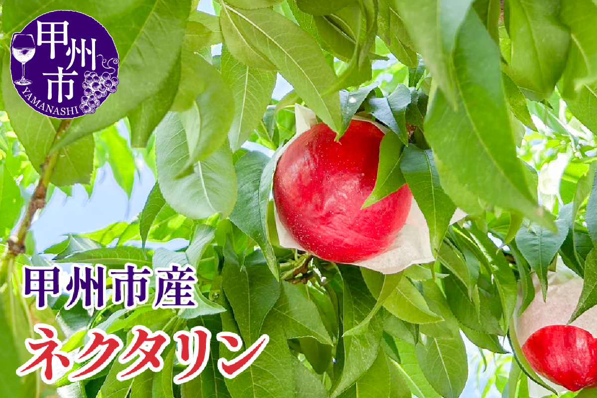 【クール配送】【桃でもすももでもない！】スイートネクタリン 約2kg 7～9玉【2026年発送】（KFT）B13-1810