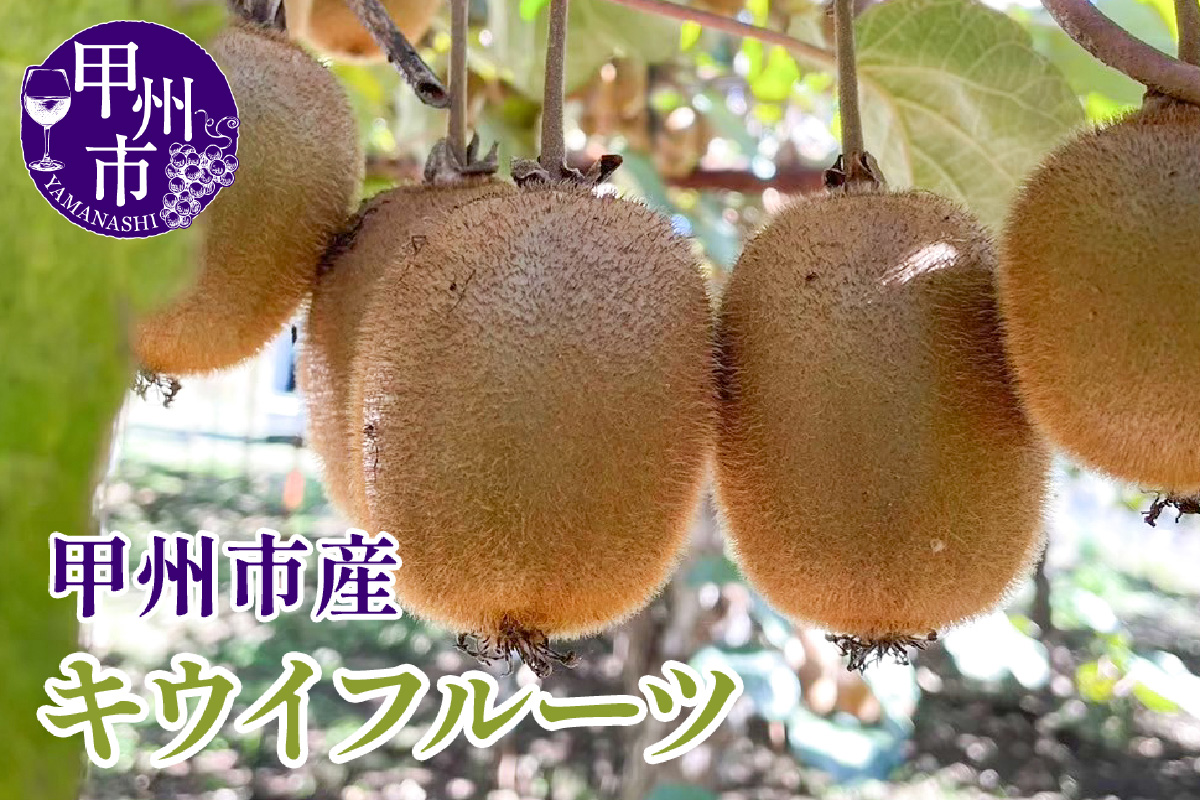 【クール配送】キウイフルーツ 約1kg【2025年発送】（KFT）A09-1810