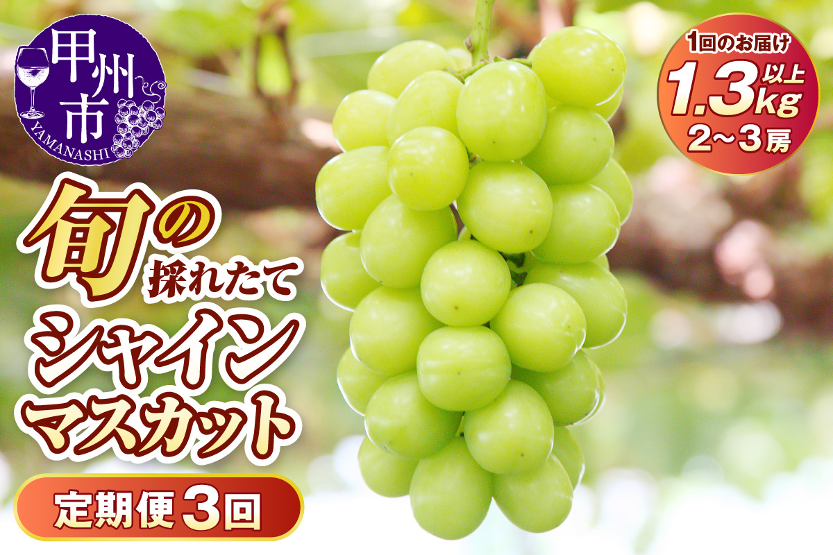 【定期便】子供に大人気！！旬の採れたて大粒シャインマスカット 1.3kg以上 3回定期便【2025年発送】（HO）D-410