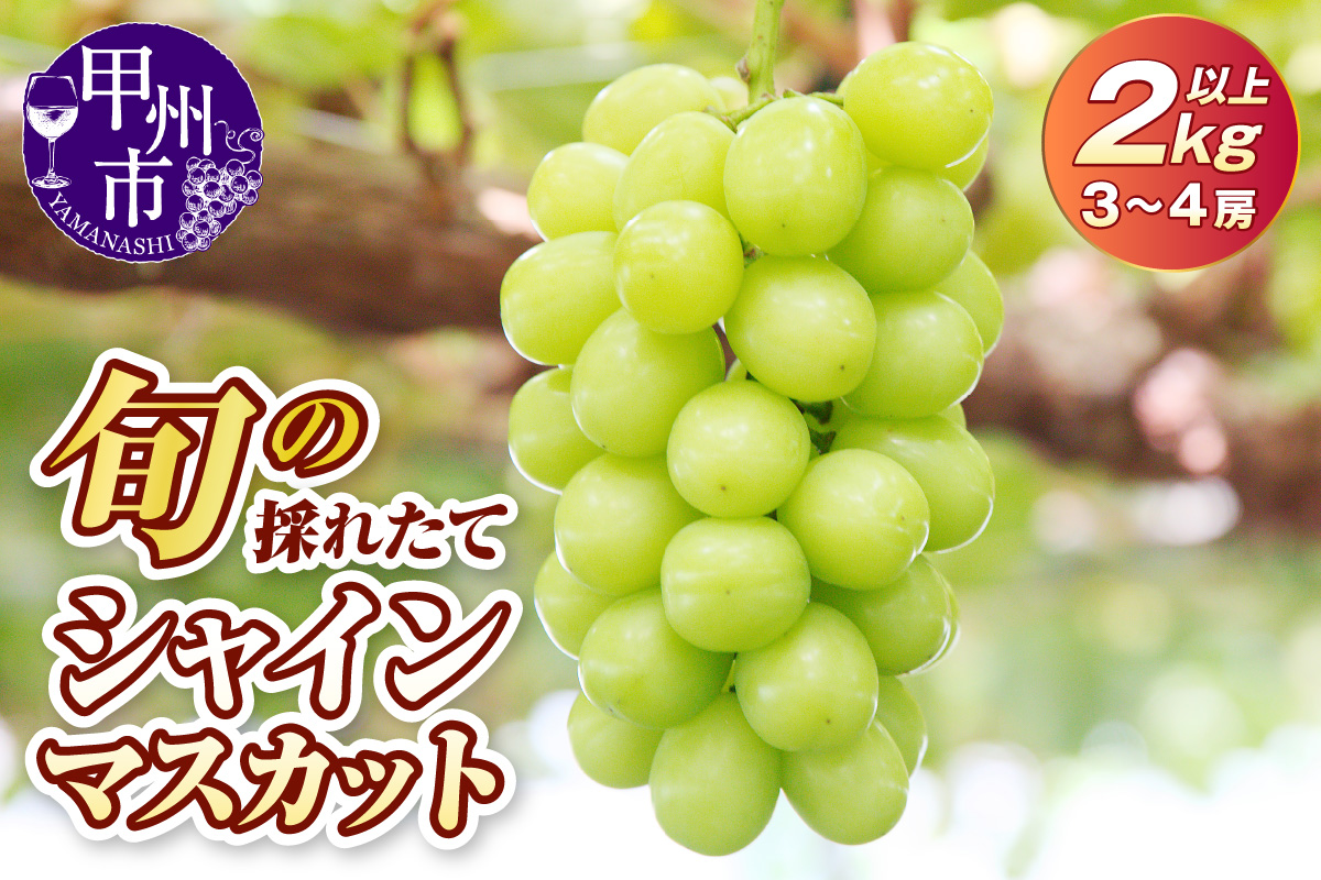 旬の採れたて大粒シャインマスカット2.0kg以上（3房～4房）【2026年発送】（HO）B18-401