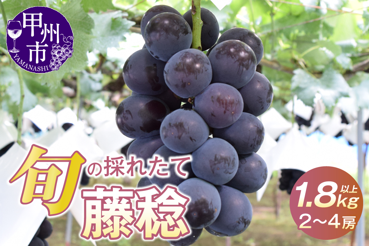 大玉！果汁たっぷり！！旬の採れたて藤稔 1.8kg以上（2房～4房）【2026年発送】（HO）B12-147