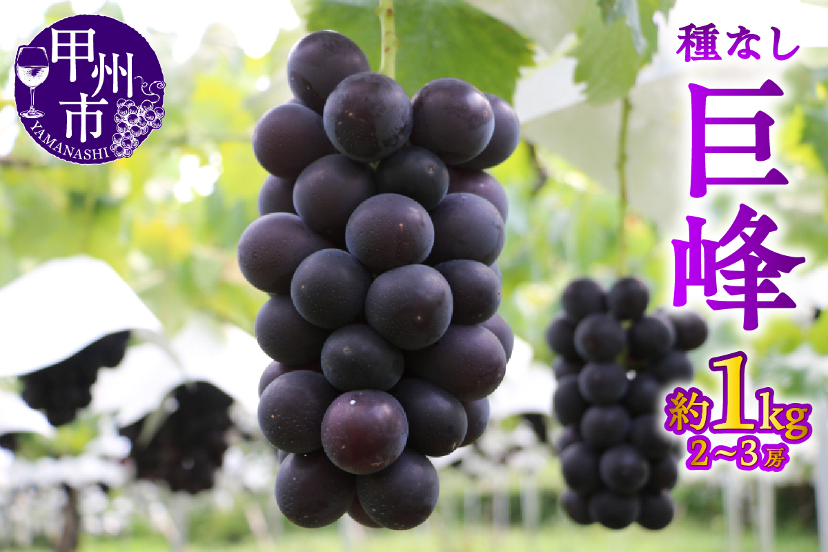 【宿沢フルーツ農園】巨峰 約1.0kg（2～3房）【2026年発送】（SF）B-183