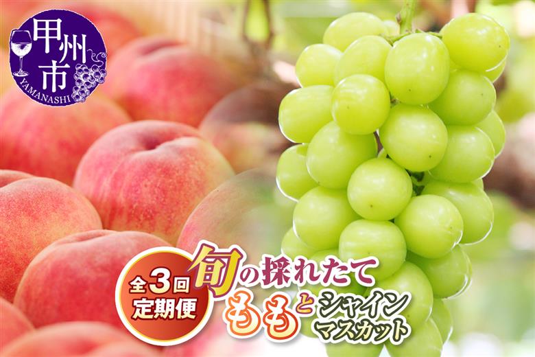 【定期便】旬の採れたて3回定期便（桃・桃・シャインマスカット）【2026年発送】（HO）C9-414
