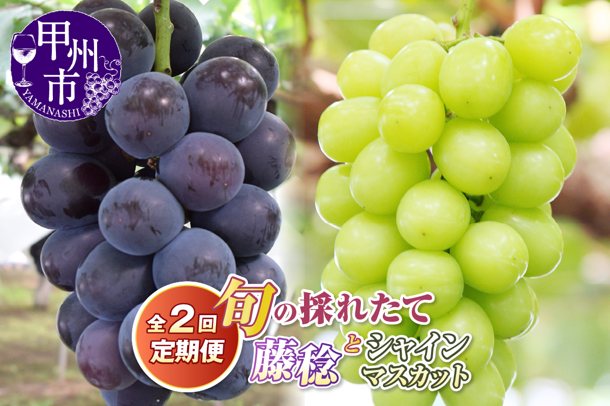 【定期便】旬の採れたて2回定期便（藤稔・シャインマスカット）【2026年発送】（HO）B19-410