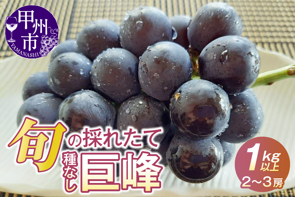 元祖黒系！！旬の採れたて種なし巨峰1.0kg以上（2房～3房）【2026年配送】（HO）B12-148