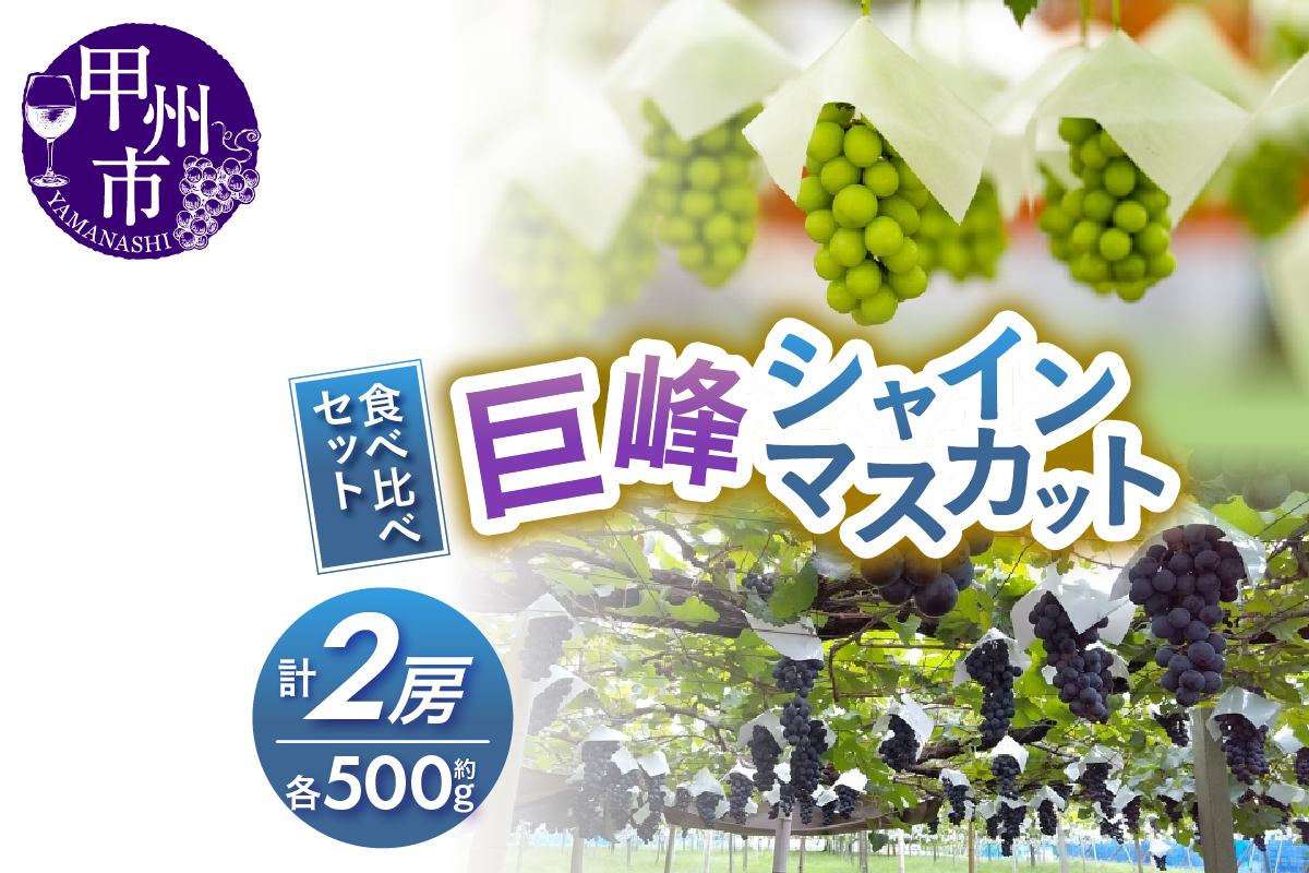 大人気！巨峰・シャインマスカット食べ比べセット【2025年発送】（RC）B-438 rocca