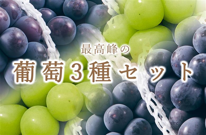 【定期便】甲州市自慢の大粒葡萄3種セット“シャインマスカット”“種無しピオーネ”“種無し巨峰” 自然農法【2025年発送】（BNC）J1-101