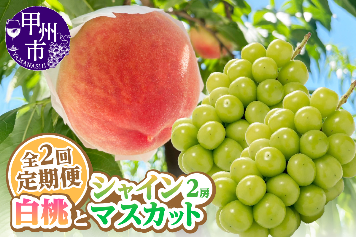 【定期便】旬を味わい尽くせ!!白桃とシャインマスカットの全2回【2026年発送】（AGB）C2-401