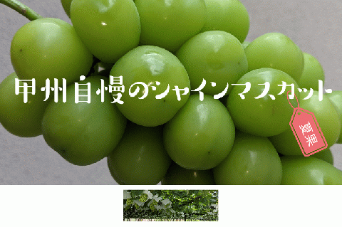 甲州自慢のシャインマスカット 1kg以上 (2〜3房入り)[2024年発送](NK)B12-420