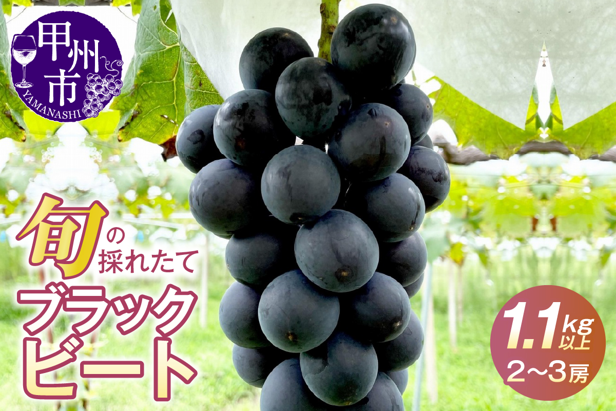 極希少品種！！旬の採れたてブラックビート 1.1kg以上（2房～3房）【2026年配送】（HO）B12-146