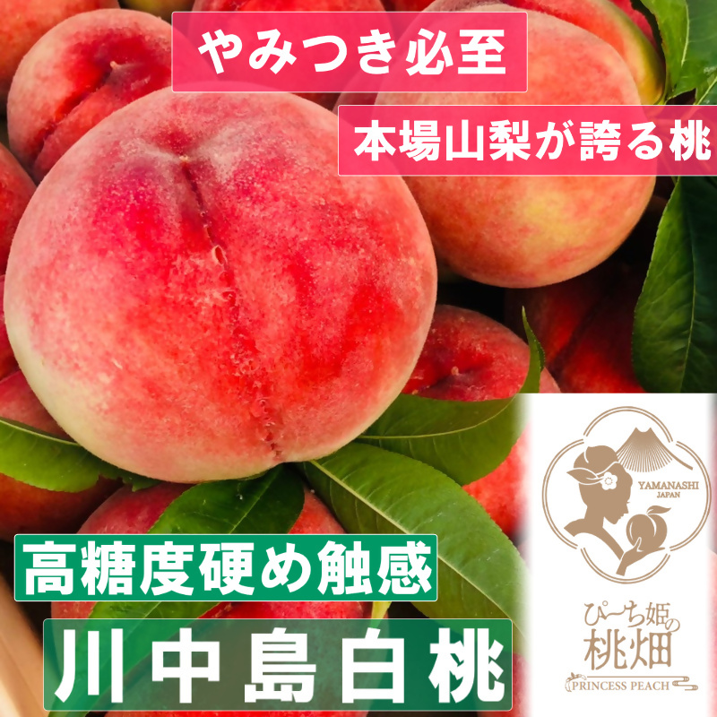 [高糖度大ぶり川中島白桃ブランド]ボリューミー満点 人気No.1の品種 約2kg[2025年発送](PMK)D4-107