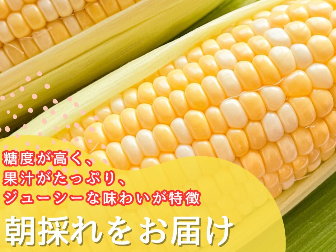 2026年6月中旬から発送【朝採り】ドルチェドリーム　１２本入り（約５kg）　ヒルサイドオーチャード[5839-2089]