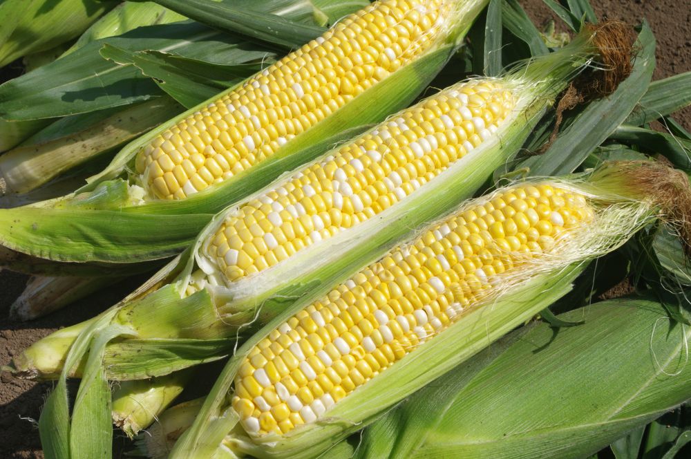 2026年発送！【山梨県市川三郷町産】Inakakara「ドルチェドリーム」6本入[5839-2164]