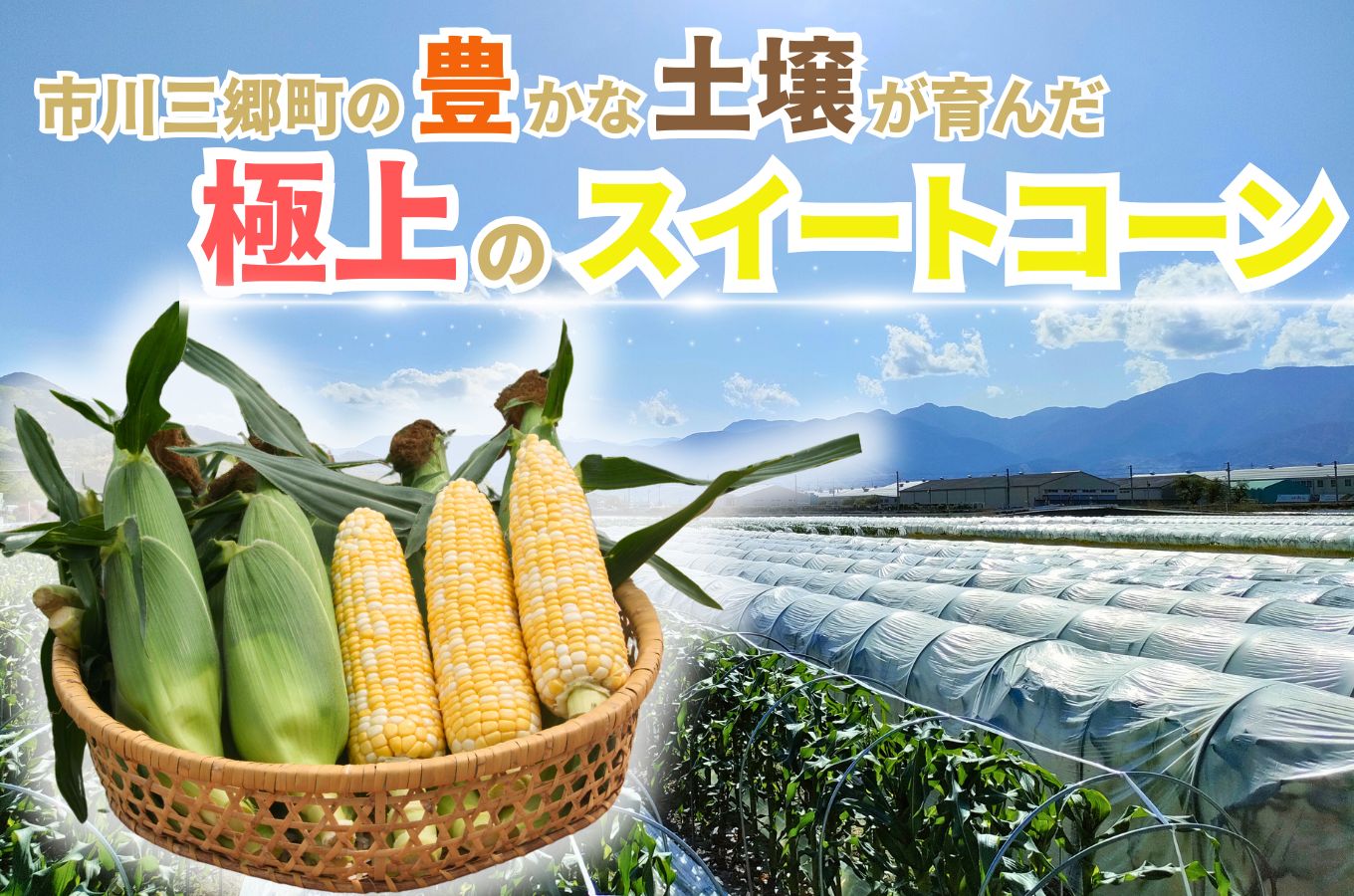 【2026年6月中旬から発送】とうもろこし「ドルチェドリーム」6本入り 1本400g以上 2.5kg箱 株式会社アグリ甲斐（山梨県市川三郷町産）[5839-2214]