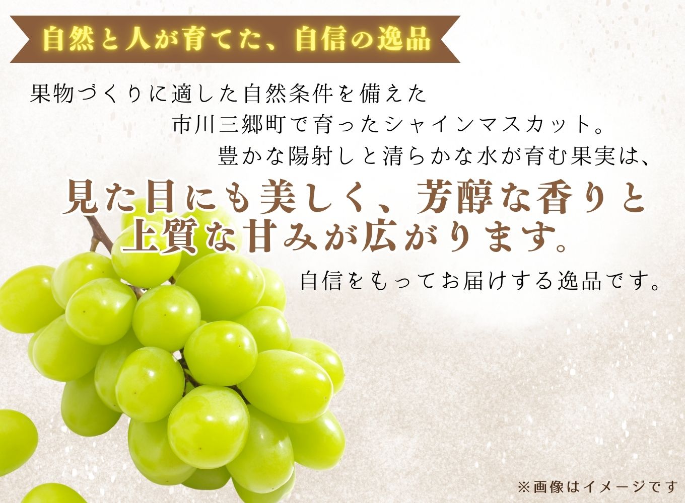シャインマスカット 【2026年発送】約1～1.2kg (2～3房) ぶどう 葡萄 山梨県 フルーツ 果物 くだもの ギフト 産地直送 人気 村松農園 [5839-2236]