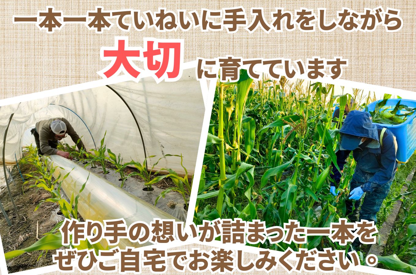 極甘フルーツとうもろこし「甘々娘（かんかんむすめ）」特Ａ品・激選贈答用 10～12本入り 【2026年6月中旬から発送】 アグリ甲斐 [5839-8580]