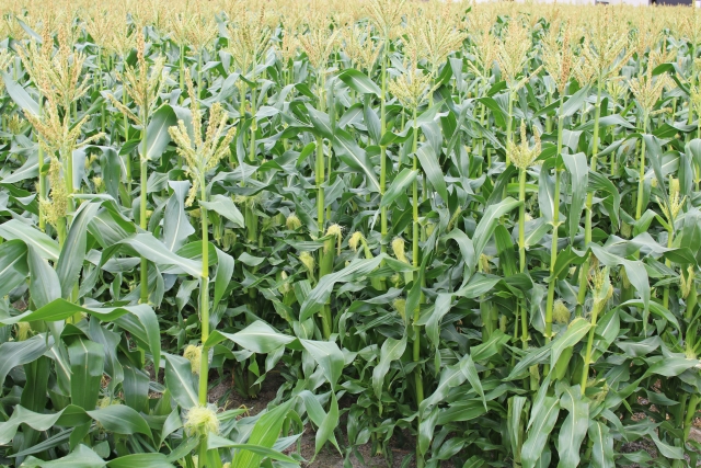 【 先行受付】2024年6月上旬から発送：絶品！市川三郷町産甘々娘（とうもろこし）12本入り5kg箱丹沢淳農園 [5839-1368]