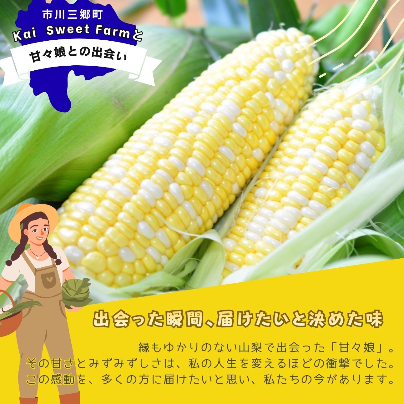 市川三郷町大塚産の甘々娘（とうもろこし）12本入り 【2025年6月上旬発送】　Kai Sweet Farm[5839-1011]